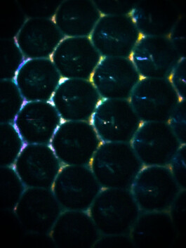 Leonardo Dal Bo Lo Porto