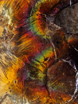 Leonardo Dal Bo Lo Porto