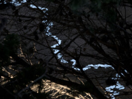 Leonardo Dal Bo Lo Porto