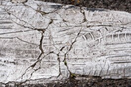 Leonardo Dal Bo Lo Porto