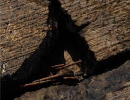 Leonardo Dal Bo Lo Porto